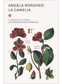 LA CAMELIA. LA NAZIONE DELLE PIANTE