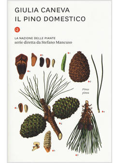 IL PINO DOMESTICO LA NAZIONE DELLE PIANTE
